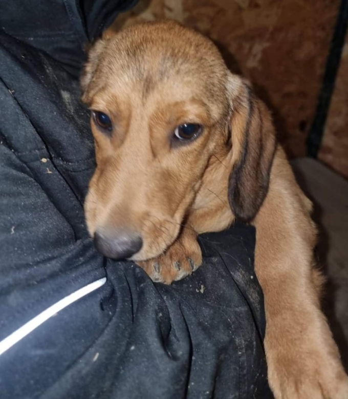 Maxl im Tierheim Bihac in Bosnien-Herzegowina
